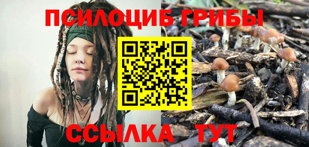 Псилоцибиновые грибы Psilocybine cubensis  Псилоцибиновые грибы прущие грибы  Алексеевка  Вход с VPN 